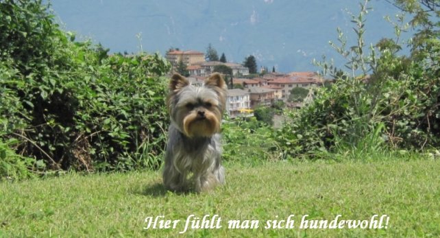 Yorkshire Toni am Gardasee