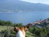 Hundeurlaub - Amie schaut von der Casa Resem auf den Gardasee