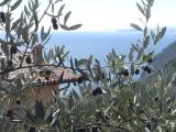 Olivenbaum vor der Casa Maffei in Tignale am Gardasee