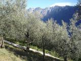 Olivenbäume in Tignale am Gardasee