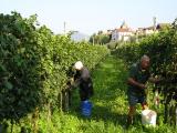 Weinlese in Raffa di Puegnago del Garda am Gardasee