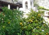 Zitronenbaum am Gardasee